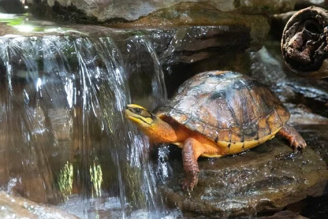 Reptile House Experience at Melbourne Zoo excl. entry in Parkville