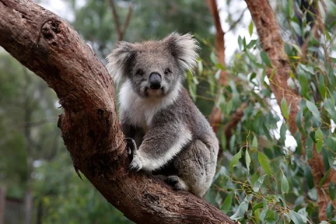 Koala Experience at Melbourne Zoo excl. entry in Parkville
