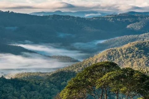 Hop on Hop Off Bus Tamborine Mountain from Gold Coast in Gold Coast