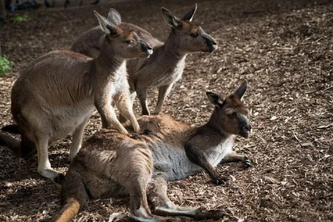 Kangaroo Experience at Melbourne Zoo excl. entry in Parkville