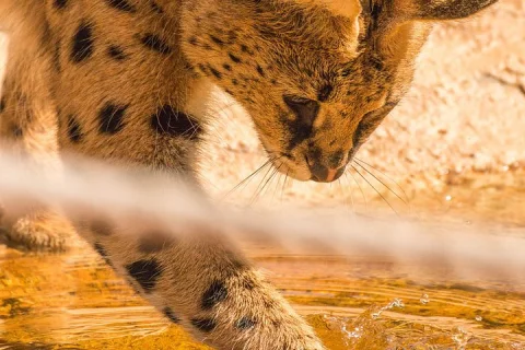 African Cat Experience at Werribee Open Range Zoo excl. entry in Werribee South