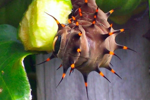 Australian Butterfly Sanctuary in Cairns