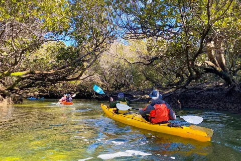 Adelaide Dolphin Sanctuary and Ships Graveyard Kayak Tour in Garden Island
