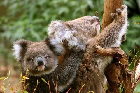 Great Ocean Road Small Group Eco Tour from Melbourne in Melbourne