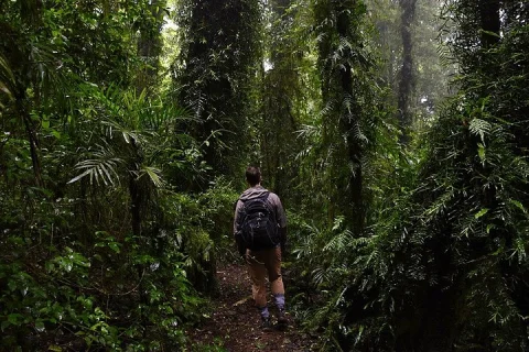 Gold Coast Daytime Scenic Rim Glow Worm Tour + Hop on Hop off Bus in Gold Coast