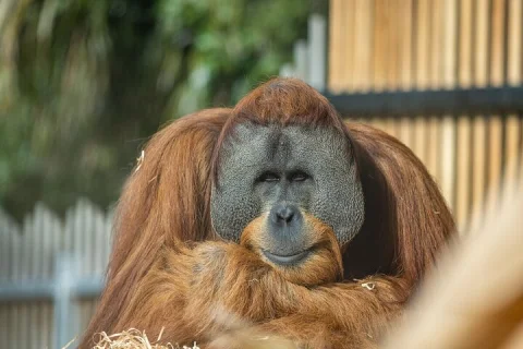 Orangutan Experience at Melbourne Zoo excl. entry in Melbourne