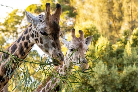 Giraffe Experience at Melbourne Zoo excl. entry in Parkville