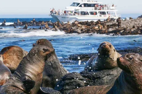 Phillip Island Wildlife and Penguin Tour with Cruise Option in Melbourne