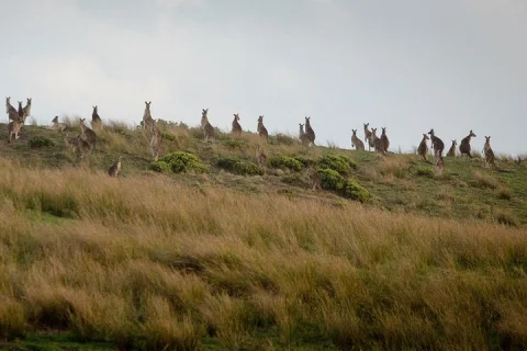 Private One Day Great Ocean Road Tour (13 Hour) Extended Version in Melbourne
