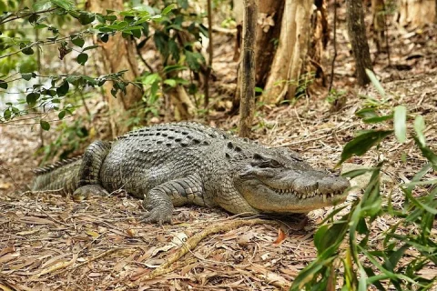 Cairns to Kuranda, Scenic Rail and Cableway, Hartley's Crocodiles in Cairns