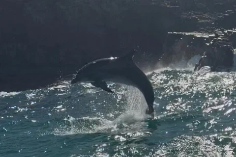 Noosa whales dolphins' adventures in Sunshine Coast