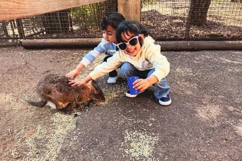 Blue Mountains Private Tour from Sydney Scenic World and Koalas in Sydney
