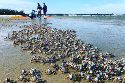 Gold Coast: Kayak & Snorkel Adventure with Marine Life in Gold Coast