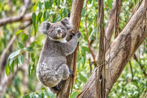 Sydney Blue Mountains Small group Tour, Scenic World & Leura in Sydney