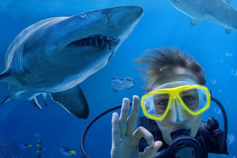 Shark Dive Xtreme at SEA LIFE Sydney Aquarium in Sydney