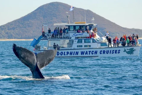 Port Stephens: Whale Watching Cruise in Nelson Bay