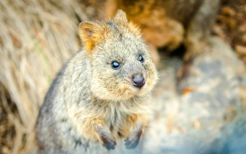 From Sydney: Blue Mountains Day Trip with Scenic World Pass, Sydney Zoo, Lincoln's Rock and River Ferry