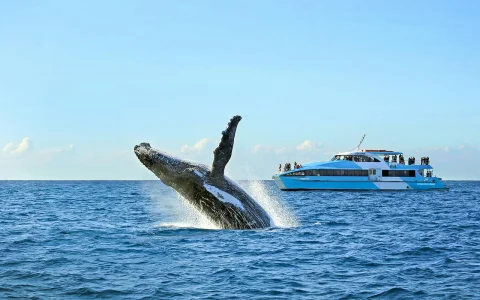 Sydney Whale Watching Cruise with 2 Day Hop On Hop Off Ferry Pass