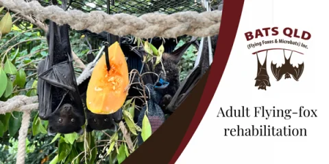 Adult Flying-fox rehabilitation with Bats QLD at Helensvale Cultural Centre