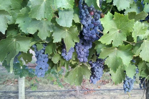 Hunter Valley All Inclusive Boutique Wine Tour from Sydney in Sydney