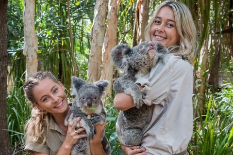 Breakfast with Koalas Experience on Magnetic Island in Townsville