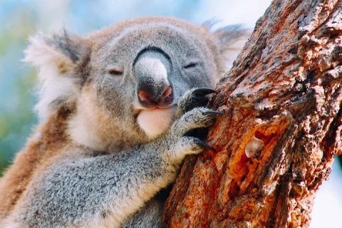 Wildlife, Waterfalls and Wine Day Tour from Sydney in Sydney