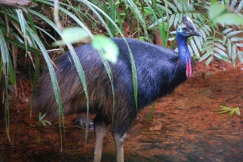 Daintree Discovery Centre Family Pass in Cape Tribulation