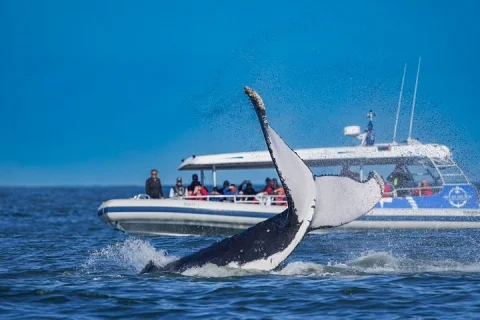 Ballina Byron Whale Watching Adventures in Ballina