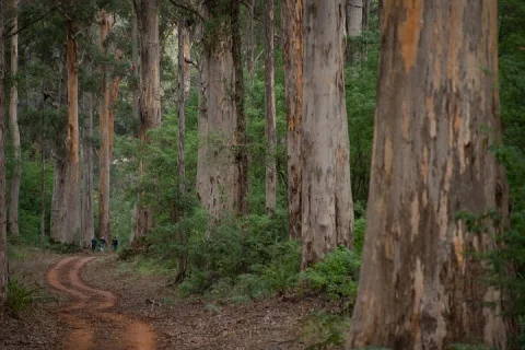 Half Day Pemberton National Parks Beach and Forest Eco Adventure in Pemberton
