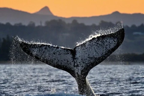 Whale Watching Adventure Ballina in Ballina
