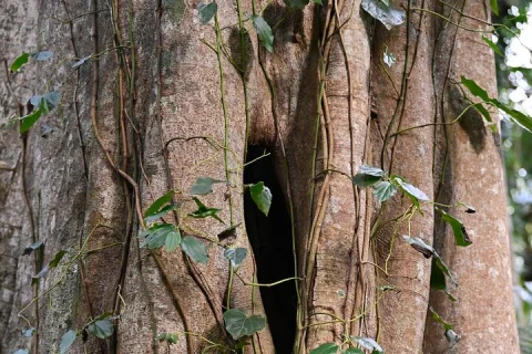 Sea Acres National Park: Aboriginal cultural tour in Port Macquarie