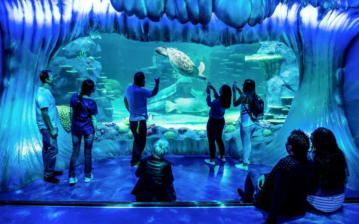 Aquarium display.