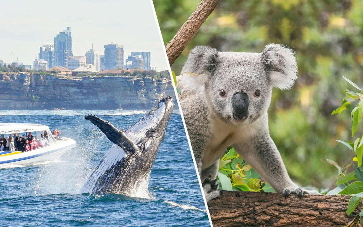 Boat on the water. Koala.