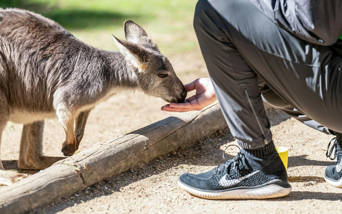 Kangaroo.