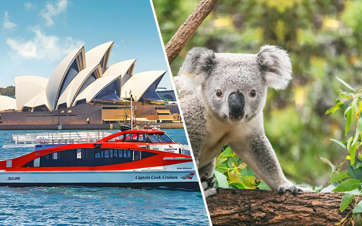 Koala.