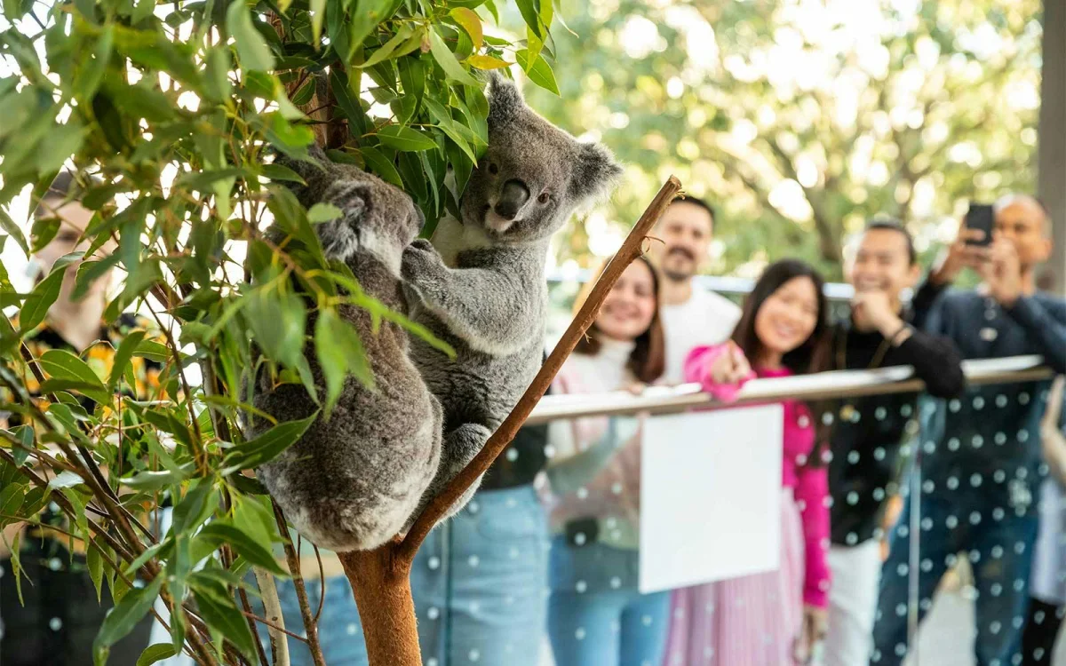 Koala.