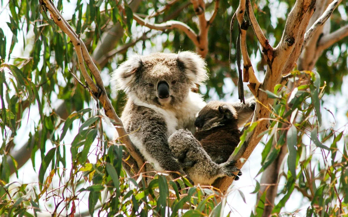 Koala.