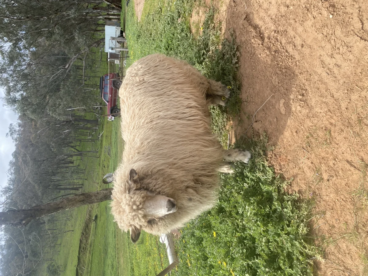 hay ho animal nursery, Animal Farm at Birallee Tavern