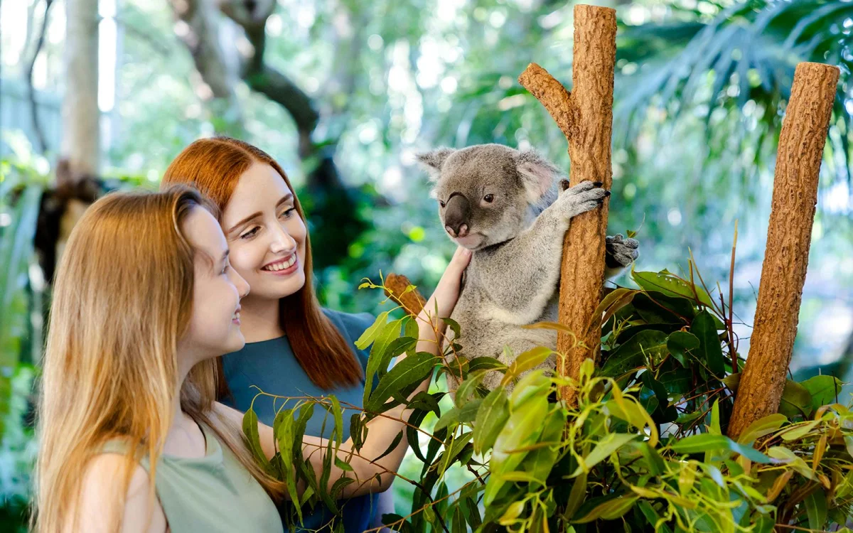 Koala.