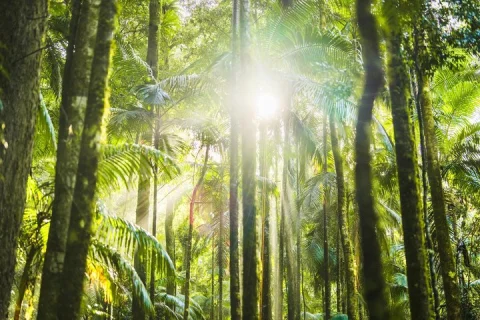 Glow Worms, Waterfalls & Rainforest Experience in Byron Bay