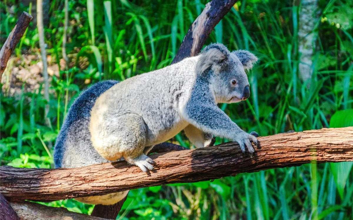 Koala.