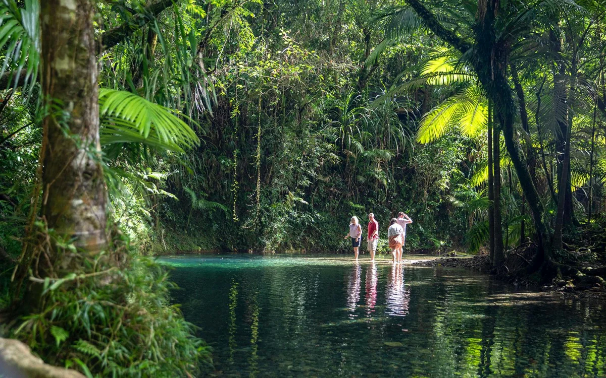 Rainforest.