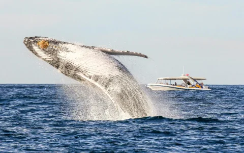 Combo : Sydney Whale Watching Cruise + Taronga Zoo