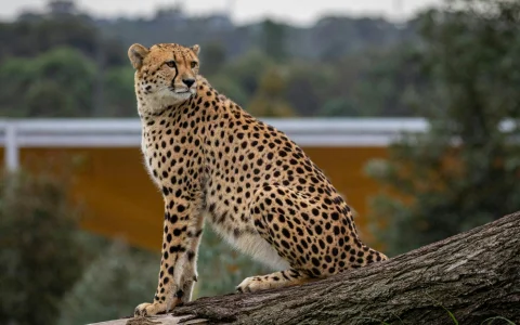 Sydney Zoo