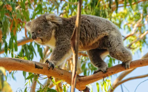 From Melbourne: Puffing Billy Train Ride & Phillip Island Guided Tour