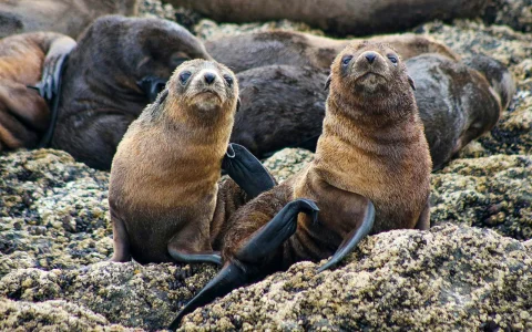 Seal Watching Afternoon Cruise at Phillip Island