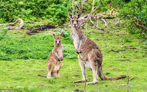 Great Ocean Road Premium Coach Tour in Melbourne