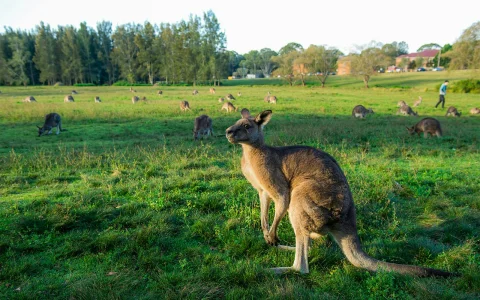 From Melbourne: Full Day Guided Tour of Phillip Island Wildlife with Penguin Parade & Brighton Beach Boxes