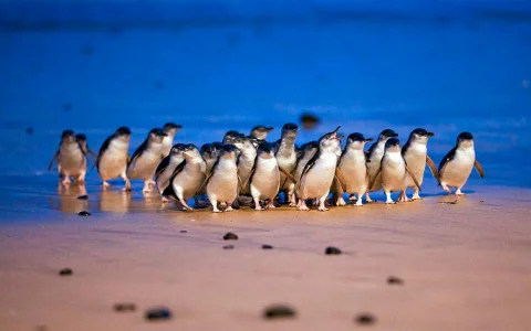 From Melbourne: Brighton Beach, Moonlit Sanctuary & Phillip Island Day Trip with Penguin Parade