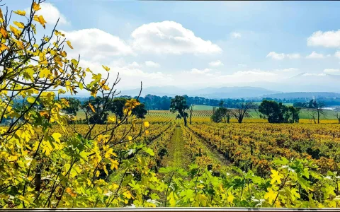 From Melbourne: Yarra Valley Half Day Wine Tour with Tastings at Two Premium Wineries